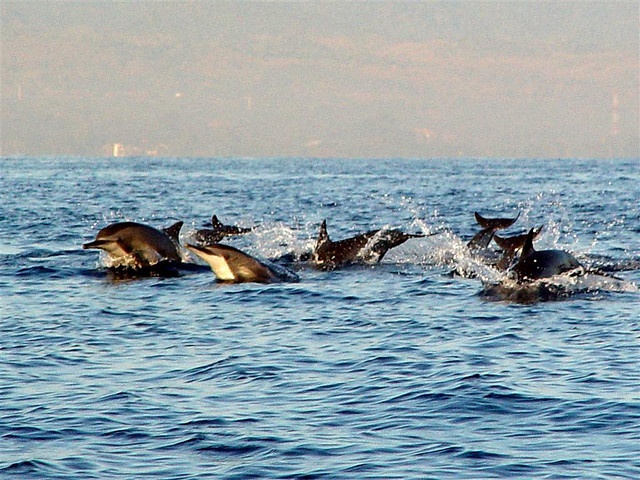 Wacthing  Dolphins, Swimming And  Snorkeling Tour  With Private Boat 