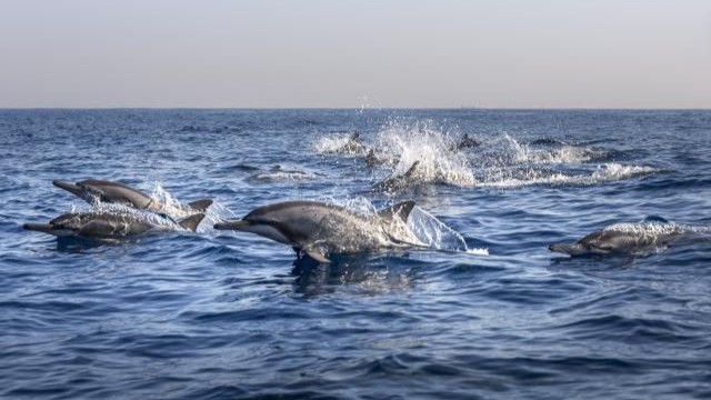 Wacthing  Dolphins, Swimming And  Snorkeling Tour  With Private Boat 