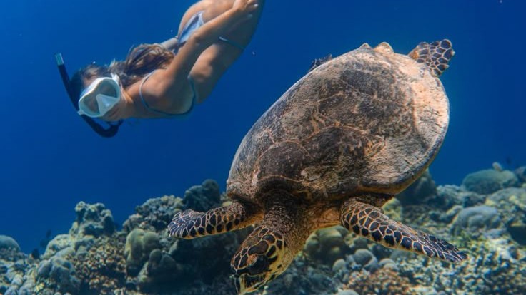 Snorkling Bali In Blue Lagoon With Lunch 